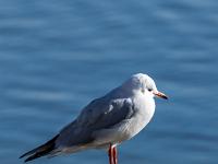 Lachmöwe im Ruhekleid auf Pfosten